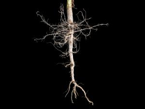 Armoise bisannuelle(Artemisia biennis)_9