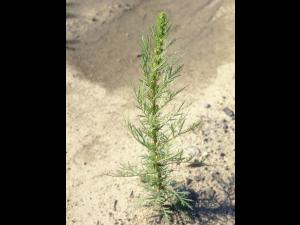 Armoise bisannuelle(Artemisia biennis)_12