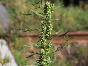 Armoise bisannuelle(Artemisia biennis)_20