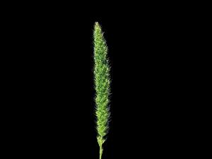 Sétaire géante (Setaria faber)_6