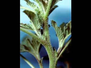 Amarante à racine rouge(Amaranthus retroflexus)_4