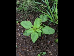 Amarante à racine rouge(Amaranthus retroflexus)_16