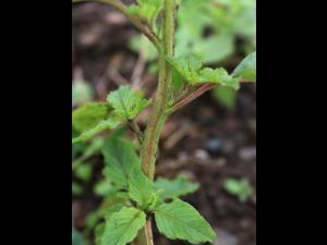 Amarante à racine rouge(Amaranthus retroflexus)_17