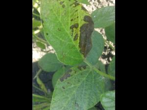 Soya - métribuzine (5)_4