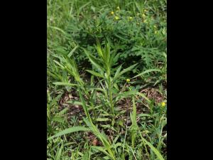 Vergerette du Canada(Erigeron canadensis)_24