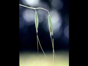 Folle avoine (Avena fatua)_3
