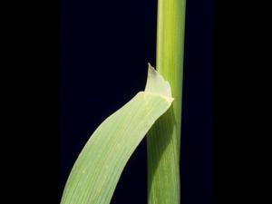 Folle avoine (Avena fatua)_7