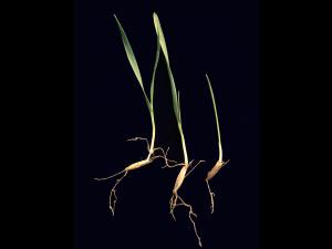 Folle avoine (Avena fatua)_8