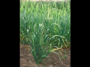 Folle avoine (Avena fatua)_9