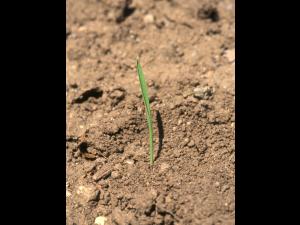 Folle avoine (Avena fatua)_11