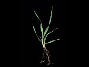 Folle avoine (Avena fatua)_12