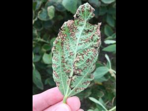 Soya - mésotrione (27)_4