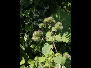 Grande bardane (Arctium lappa)_2