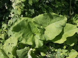 Grande bardane (Arctium lappa)_3