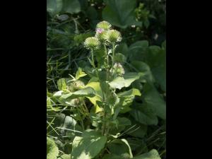 Grande bardane (Arctium lappa)_8