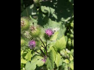 Grande bardane (Arctium lappa)_11