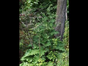 Petite bardane (Arctium minus)_17