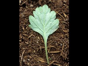 Armoise vulgaire(Artemisia vulgaris)_2