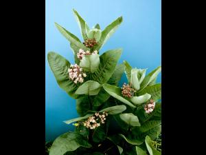 Asclépiade commune (Asclepias syriaca)_4