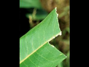 Asclépiade commune (Asclepias syriaca)_5
