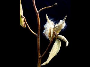 Asclépiade commune (Asclepias syriaca)_13
