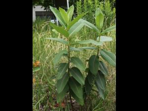 Asclépiade commune (Asclepias syriaca)_20