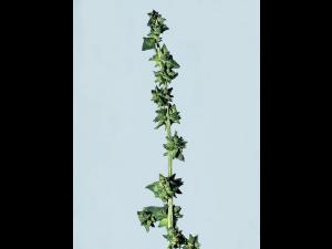 Arroche étalée(Atriplex patula)_4