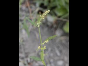 Arroche étalée(Atriplex patula)_13