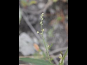 Arroche étalée(Atriplex patula)_14