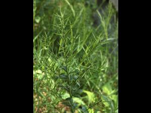 Barbarée vulgaire(Barbarea vulgaris)_19