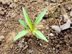 Bident penché(Bidens cernua)_1
