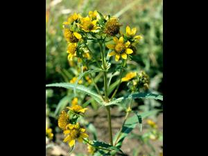 Bident penché(Bidens cernua)_3