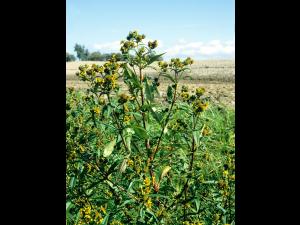 Bident penché(Bidens cernua)_4