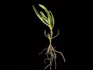 Bident penché(Bidens cernua)_5