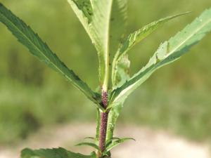Bident penché(Bidens cernua)_14