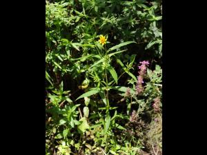Bident penché(Bidens cernua)_20