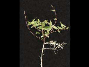 Liseron haies (Calystegia sepium)_15