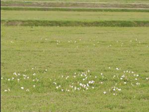Liseron haies (Calystegia sepium)_16