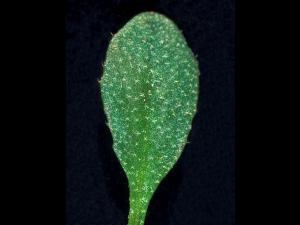 Bourse pasteur(Capsella bursa-pastoris)_8