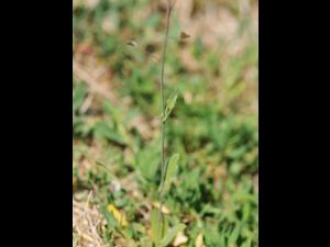 Bourse pasteur(Capsella bursa-pastoris)_15