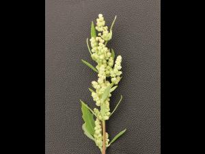 Chénopode blanc(Chenopodium album)_6