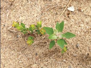 Chénopode blanc(Chenopodium album)_8