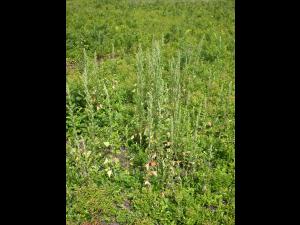 Chénopode blanc(Chenopodium album)_12