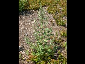 Chénopode blanc(Chenopodium album)_14