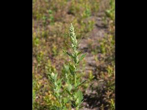 Chénopode blanc(Chenopodium album)_15