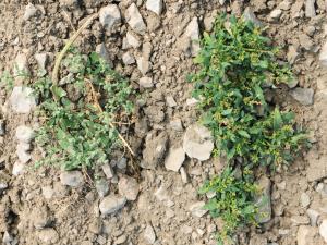 Chénopode glauque(Oxybasis glauca)_13