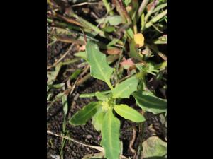 Chénopode glauque(Oxybasis glauca)_17