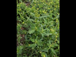 Chénopode glauque(Oxybasis glauca)_18