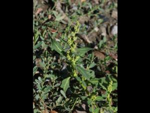 Chénopode glauque(Oxybasis glauca)_19