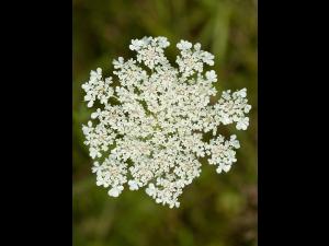 Carotte sauvage(Daucus carota)_9